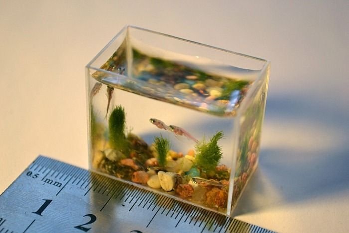 World's smallest aquarium by Anatoly Konenko