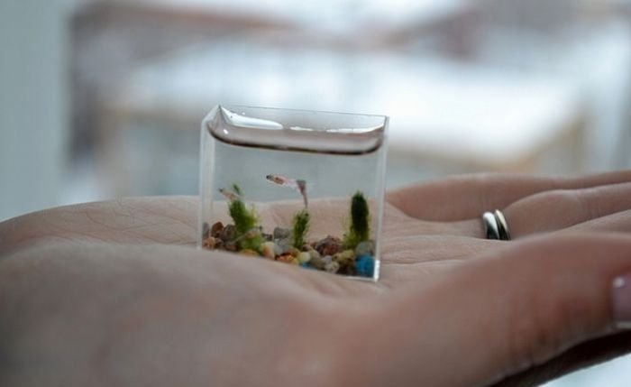 World's smallest aquarium by Anatoly Konenko