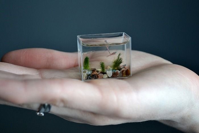 World's smallest aquarium by Anatoly Konenko