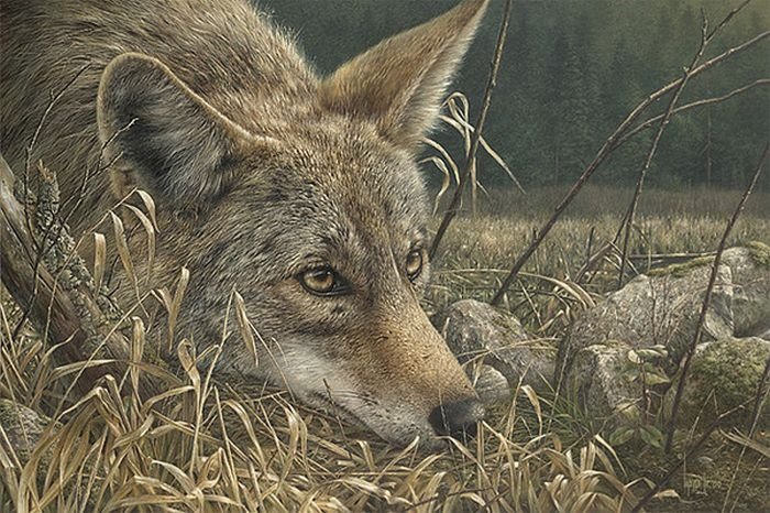 Wildlife paintings by Denis Mayer jr.