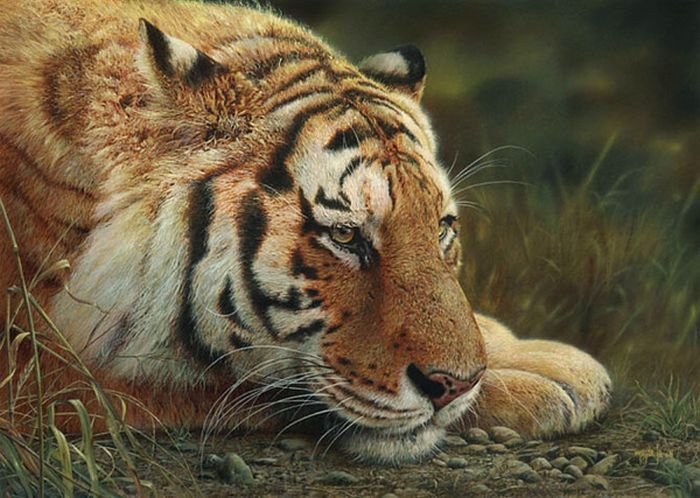 Wildlife paintings by Denis Mayer jr.