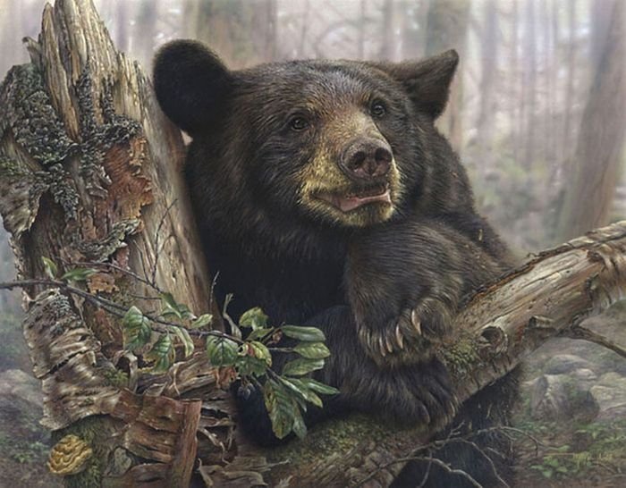 Wildlife paintings by Denis Mayer jr.