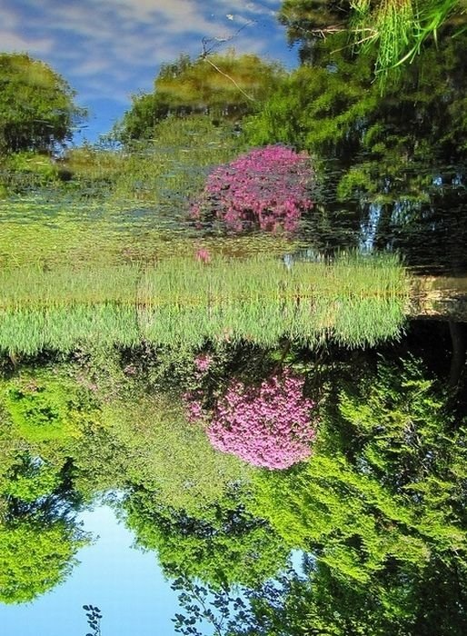 reflection in water