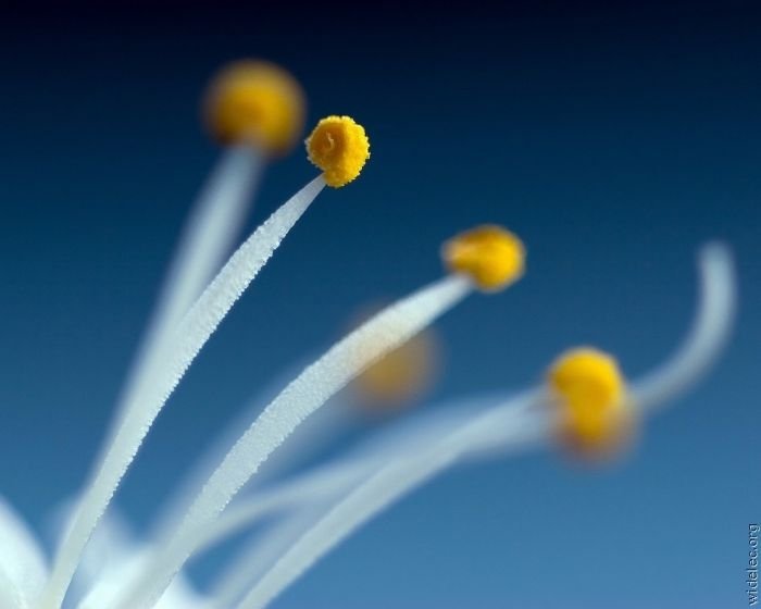 macro photography
