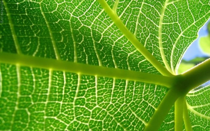 macro photography