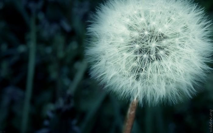 macro photography