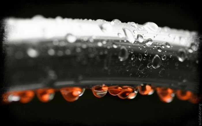 macro photography