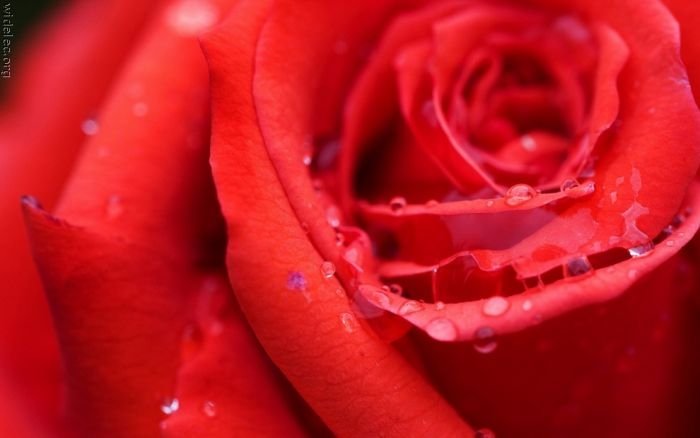 macro photography