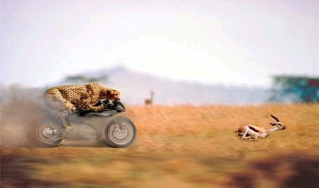 photoshopped image with animals