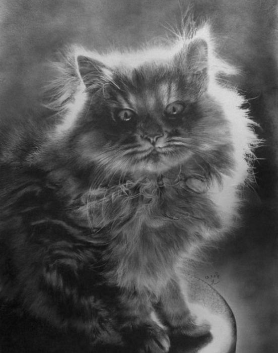 Pencil drawing by Paul Lung