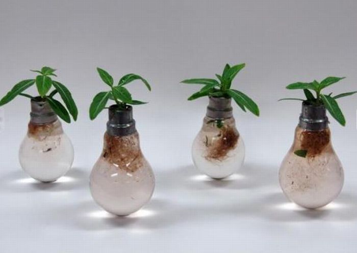 plants art from old light bulbs