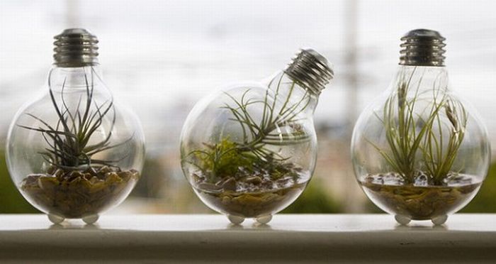 plants art from old light bulbs