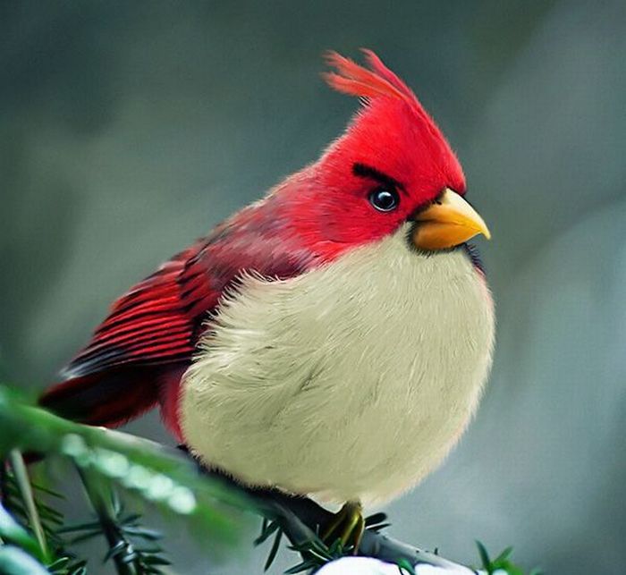 Real life Angry Birds by Mohamed Raoof