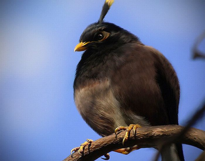 Real life Angry Birds by Mohamed Raoof