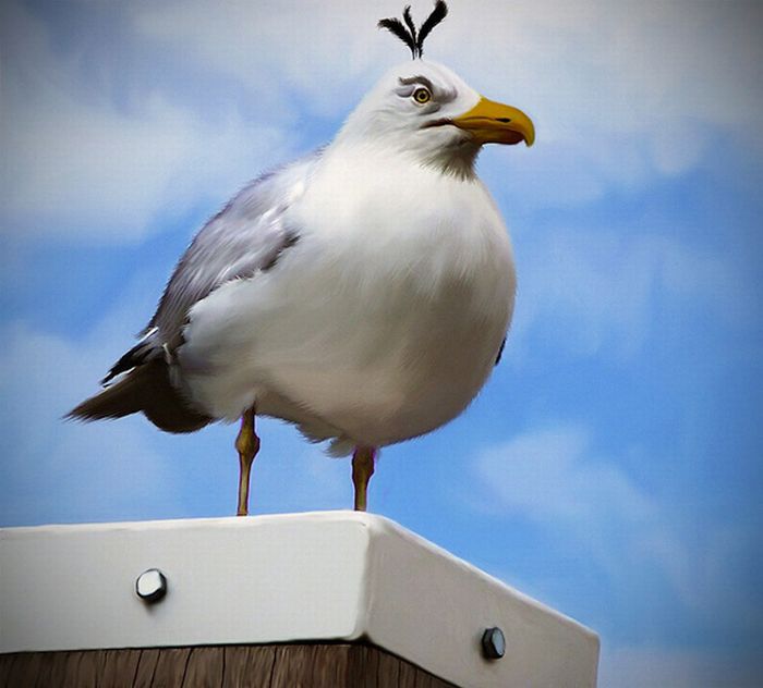 Real life Angry Birds by Mohamed Raoof