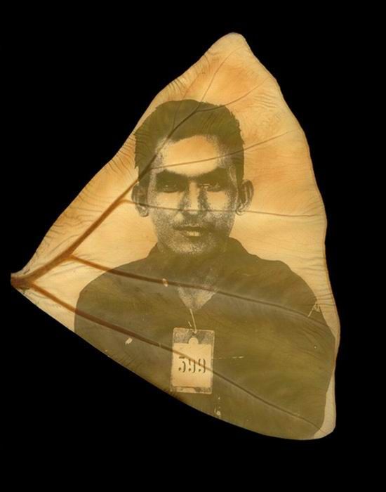 Photographs on leaves by Binh Danh