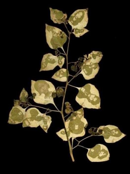 Photographs on leaves by Binh Danh