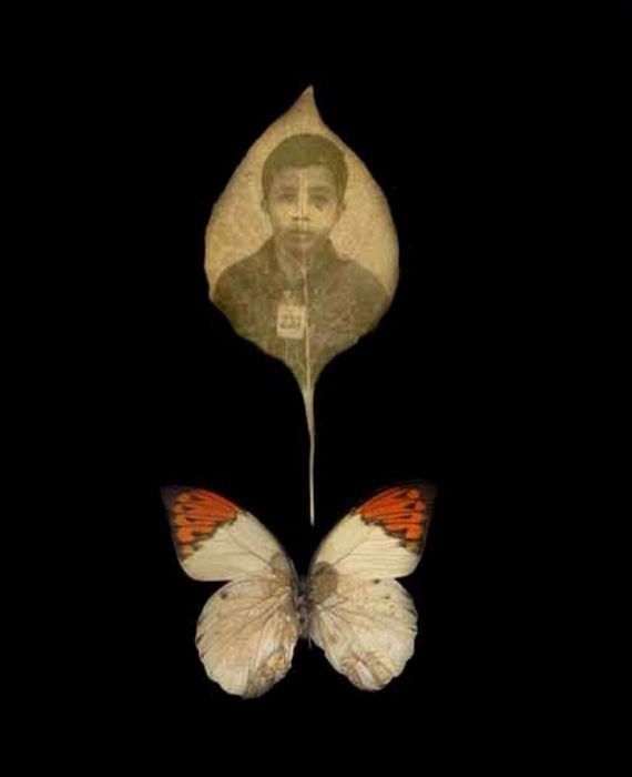 Photographs on leaves by Binh Danh