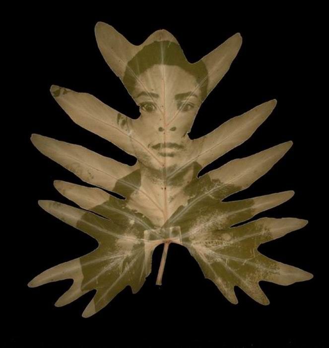 Photographs on leaves by Binh Danh