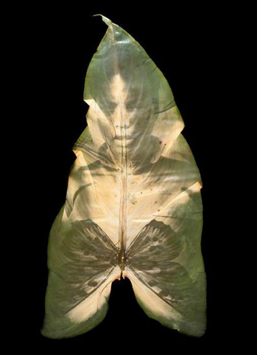 Photographs on leaves by Binh Danh