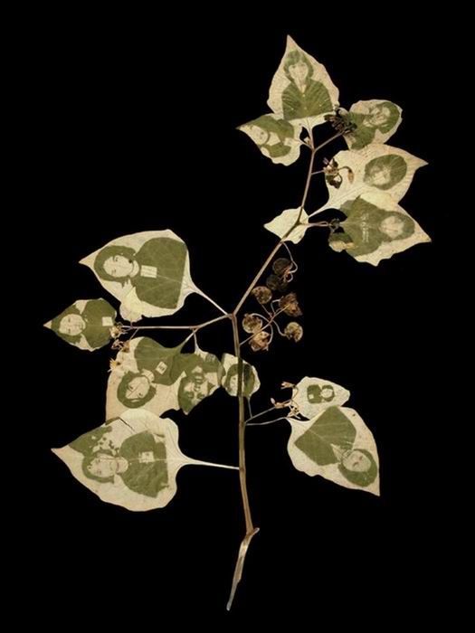 Photographs on leaves by Binh Danh