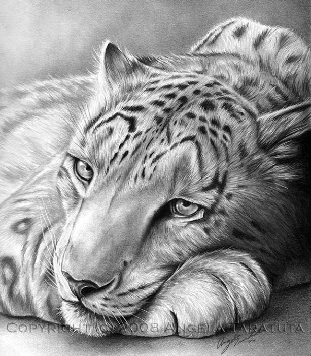 pencil drawing