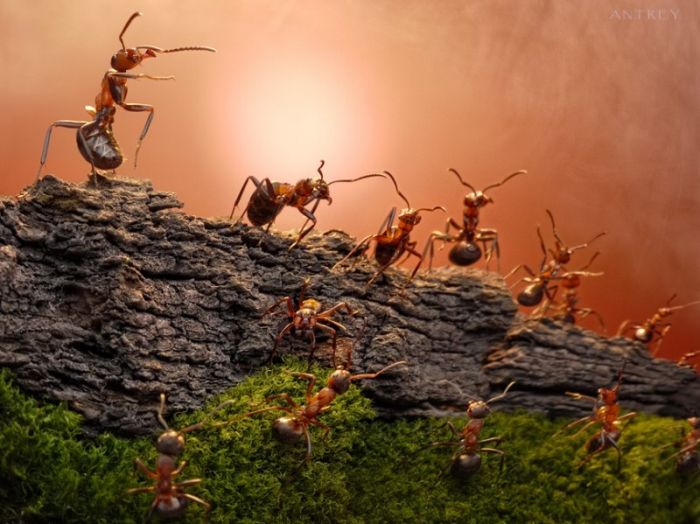 Ant Stories by Andrey Pavlov