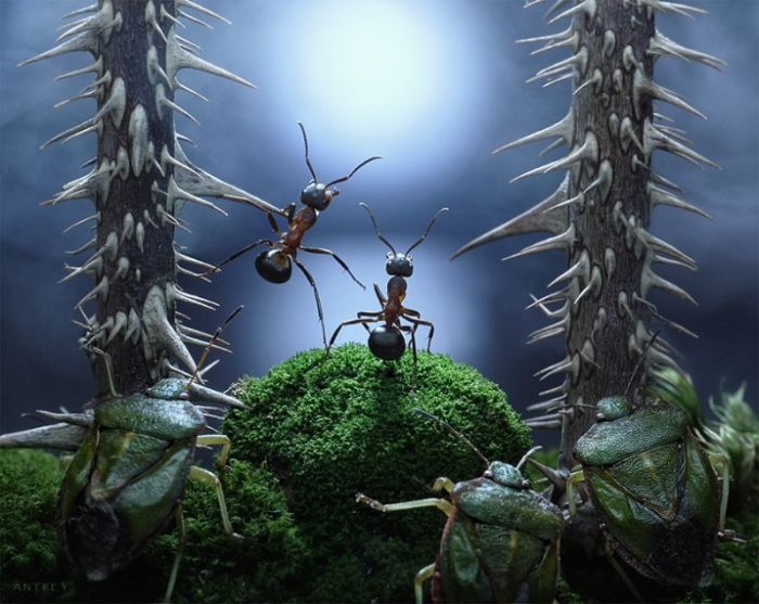 Ant Stories by Andrey Pavlov