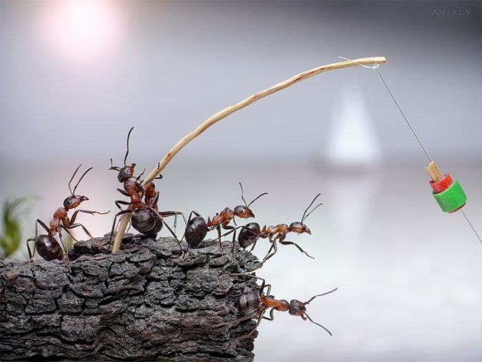 Ant Stories by Andrey Pavlov