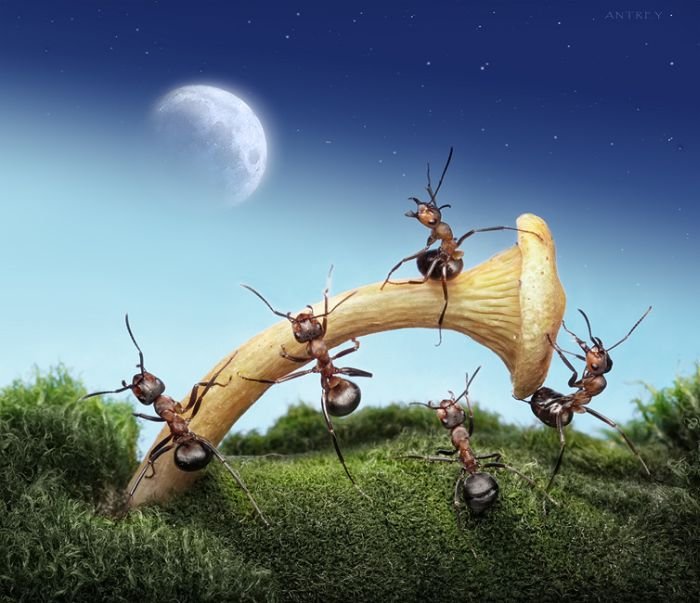 Ant Stories by Andrey Pavlov