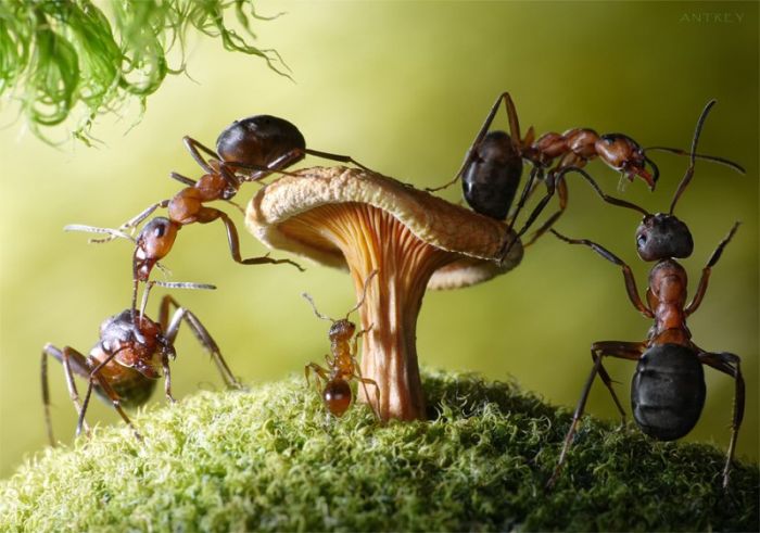 Ant Stories by Andrey Pavlov