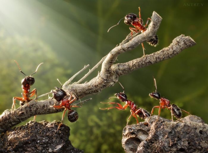 Ant Stories by Andrey Pavlov