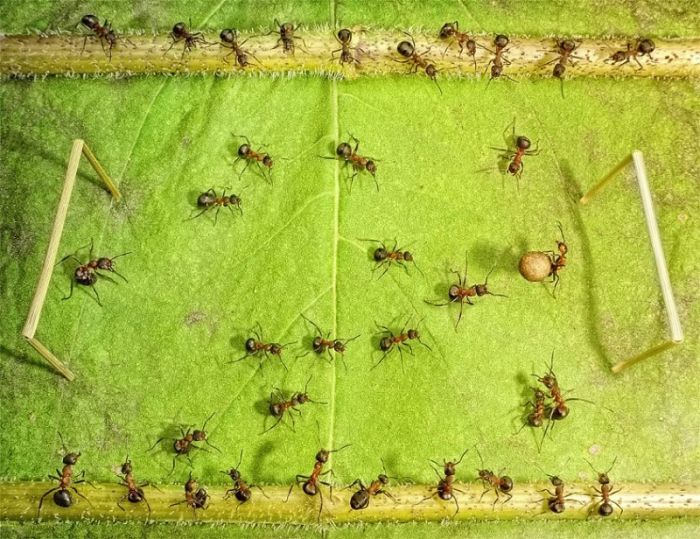 Ant Stories by Andrey Pavlov