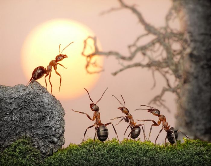Ant Stories by Andrey Pavlov