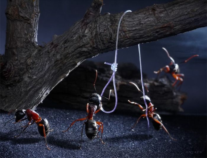 Ant Stories by Andrey Pavlov