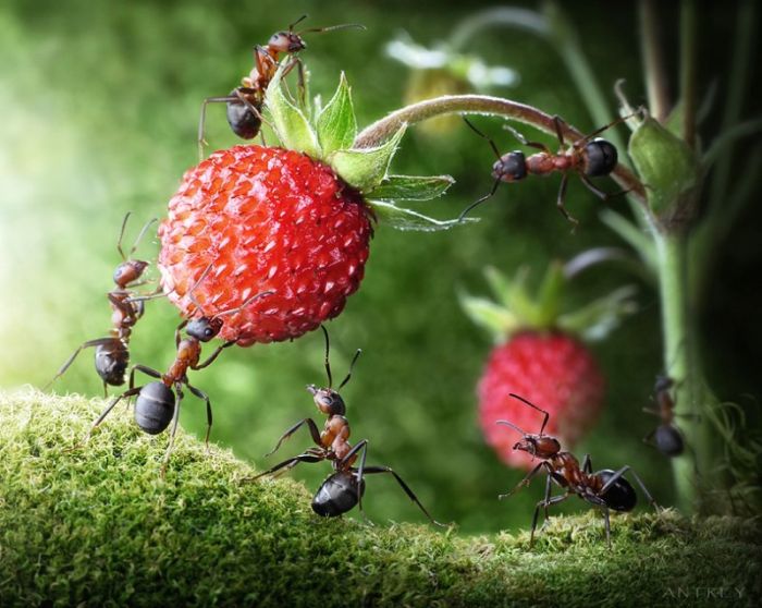 Ant Stories by Andrey Pavlov