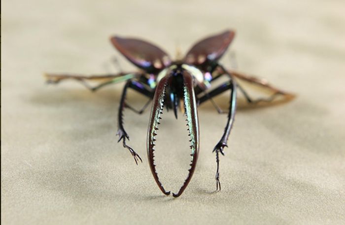 steampunk insect