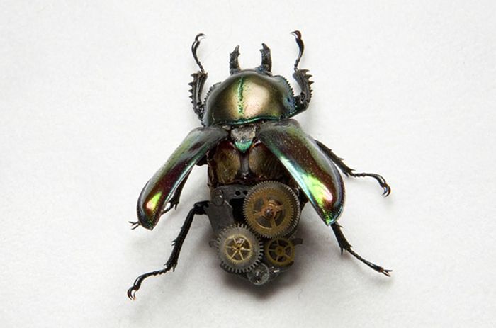 steampunk insect