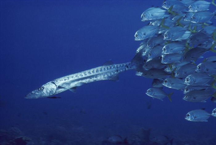 Underwater photography by David Doubilet