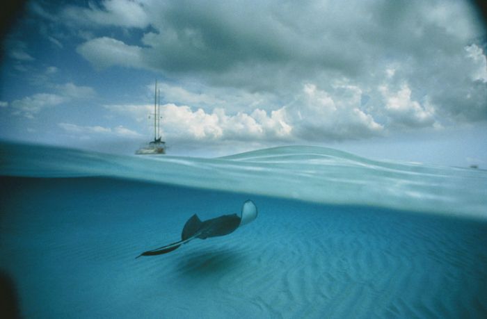 Underwater photography by David Doubilet