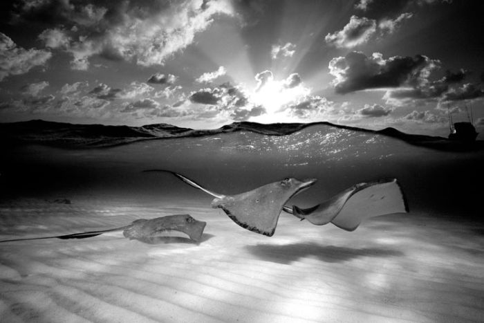 Underwater photography by David Doubilet