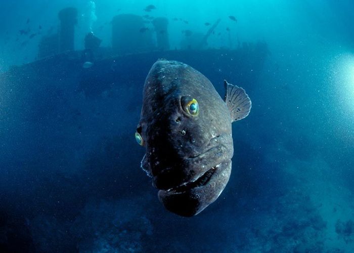 Underwater photography by David Doubilet