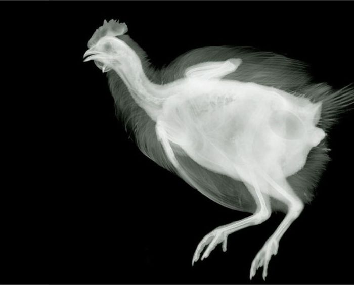 X-ray images by Nick Veasey