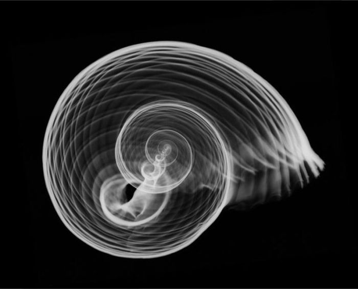 X-ray images by Nick Veasey