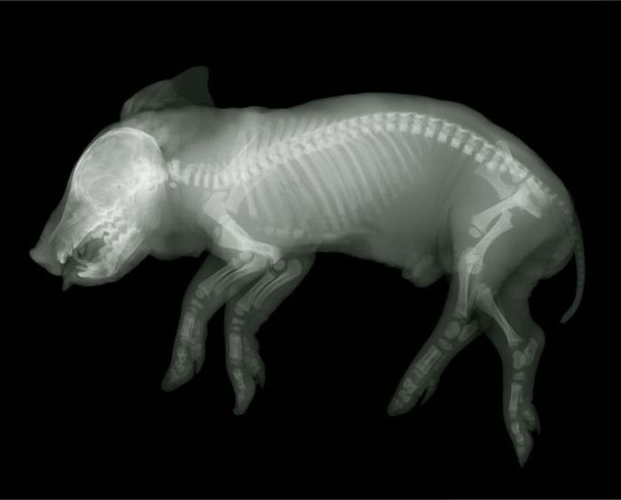 X-ray images by Nick Veasey