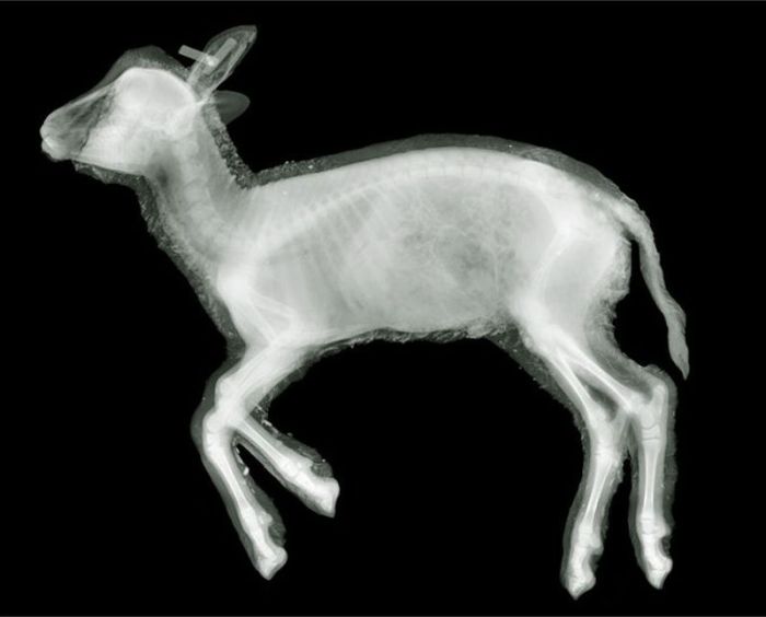 X-ray images by Nick Veasey