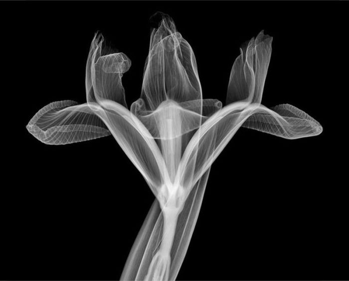 X-ray images by Nick Veasey