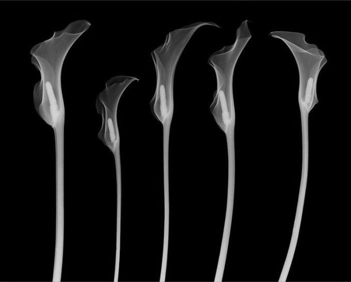 X-ray images by Nick Veasey