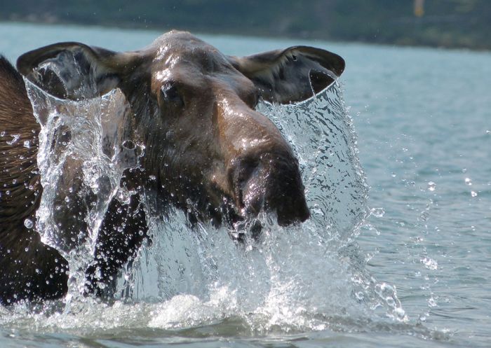 National Geographic Photo Contest 2012