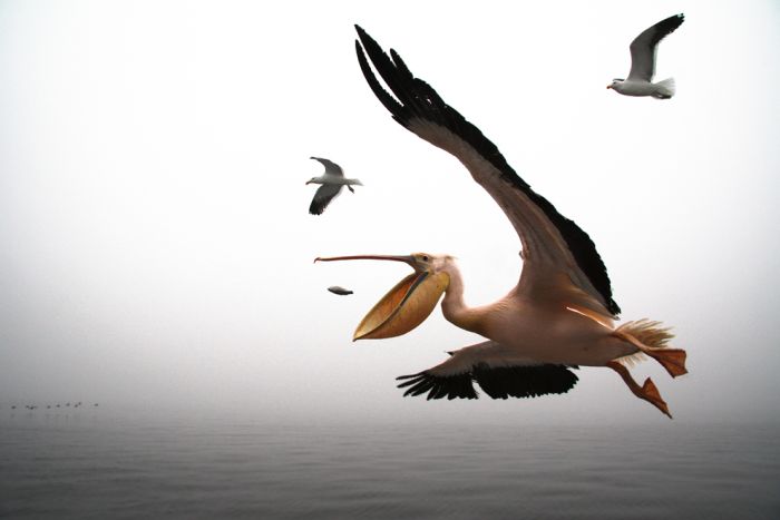 National Geographic Photo Contest 2012